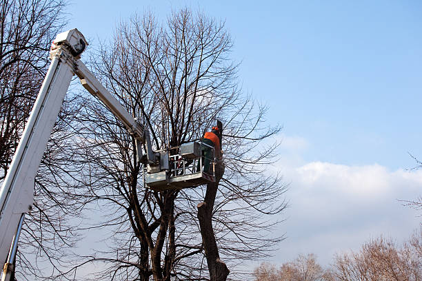 How Our Tree Care Process Works  in  Lone Tree, CO